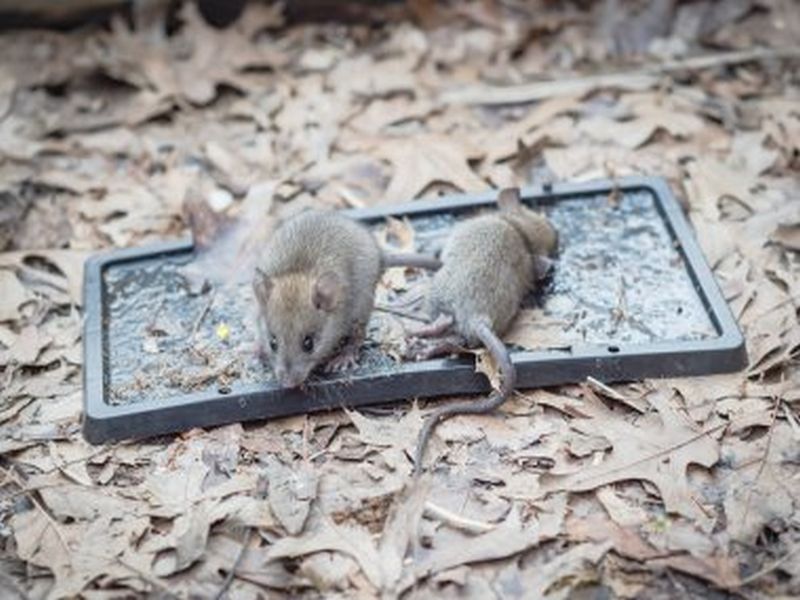 Pest Control Excellence: Banishing Rats from Your Home